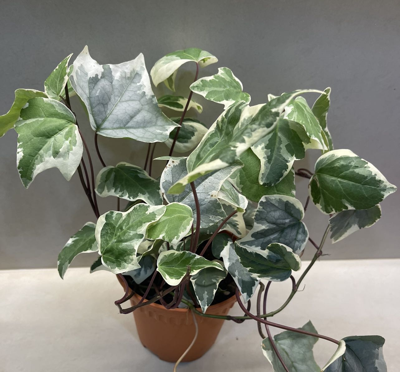 Canary Island Ivy Variegata (Hedera canariensis) - Ladybird Nursery