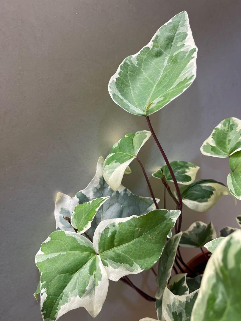 Canary Island Ivy Variegata (Hedera canariensis) - Ladybird Nursery