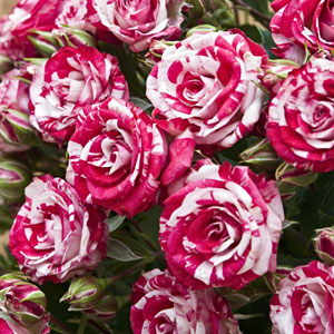 Rose Candy Stripe 3 ft Standards (Rosa)