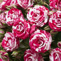 Rose Candy Stripe 3 ft Standards (Rosa)