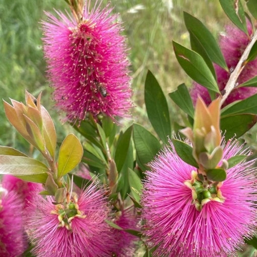 Bottlebrush Candy Pink(Callistemon)