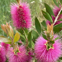 Bottlebrush Candy Pink(Callistemon)