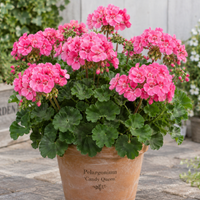 Pelargonium 'Candy Queen' (Geranium) Large