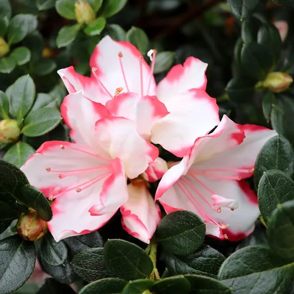 Azalea indica Candy Stripe