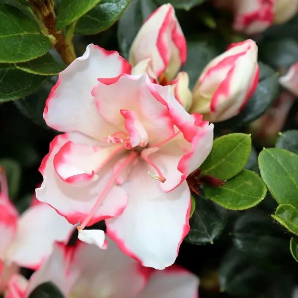 Azalea indica Candy Stripe - Ladybird Nursery