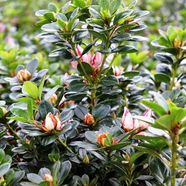 Azalea indica Candy Stripe - Ladybird Nursery