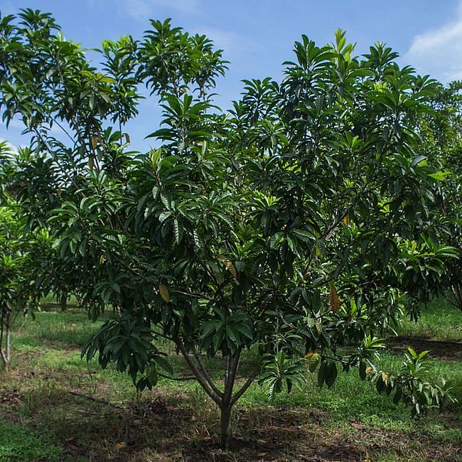 Canistel Grey - Ladybird Nursery