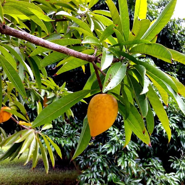 Canistel Grey - Ladybird Nursery