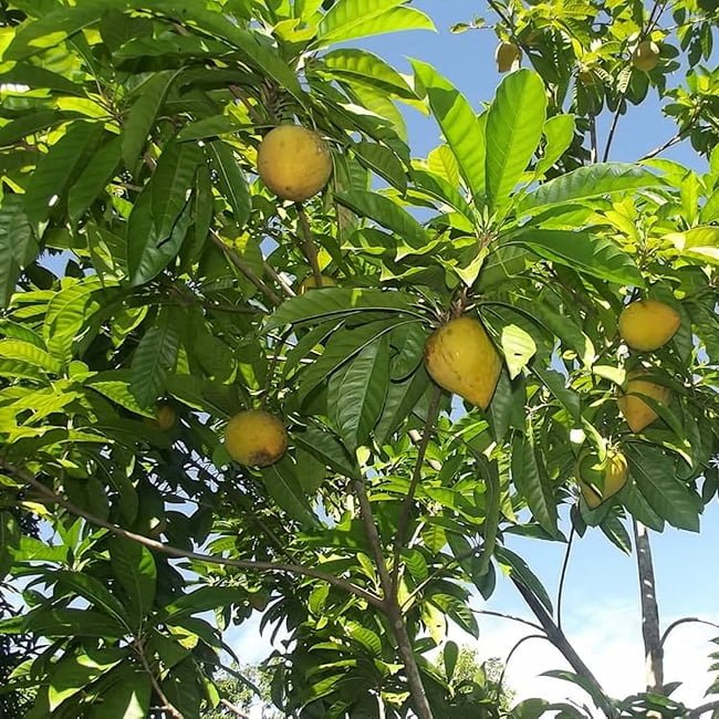 Canistel Lyndall - Ladybird Nursery