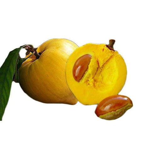 Canistel Lyndall - Ladybird Nursery