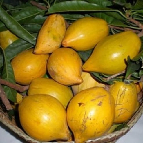 Canistel - Ladybird Nursery