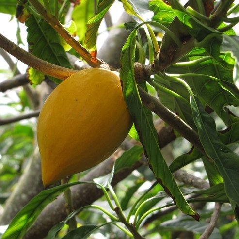 Canistel - Ladybird Nursery