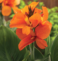 Canna South Pacific Bronze Orange (Canna)