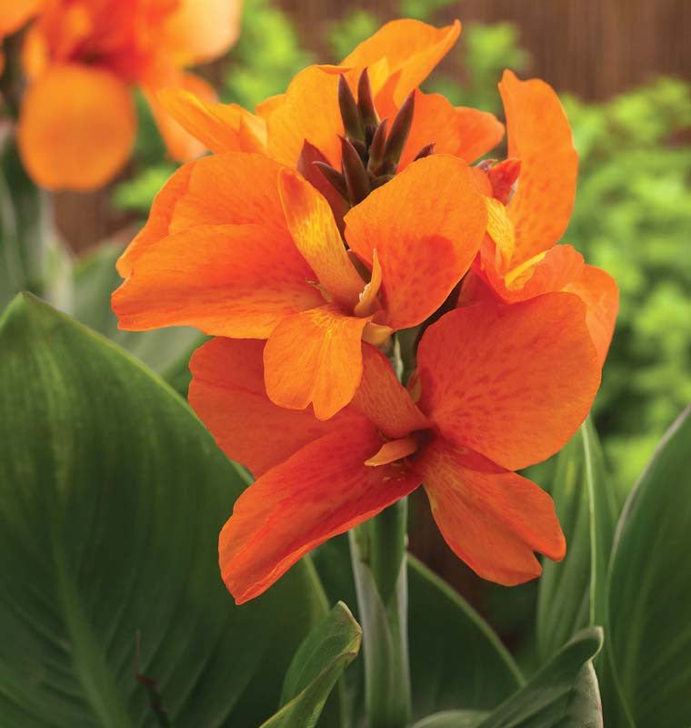Canna South Pacific Bronze Orange (Canna) - Ladybird Nursery