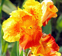 Canna King Humbert (Canna) - Ladybird Nursery