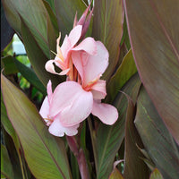Canna (Canna Constitution)