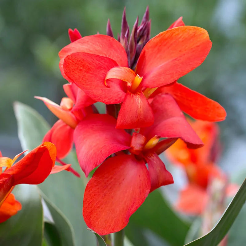 Canna generalis Cannova Red Orange Bicolour (Canna x.)