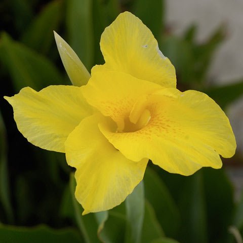 Canna Lemon Gem (Canna) - Ladybird Nursery