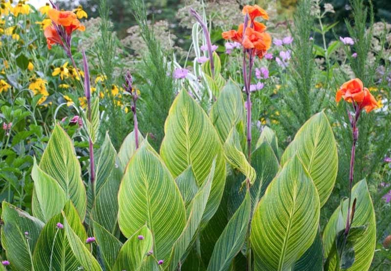 Canna Show Off Pretoria (Canna orchioides) - Ladybird Nursery