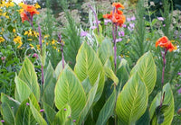 Canna Show Off Pretoria (Canna orchioides) - Ladybird Nursery