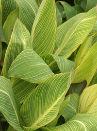 Canna Show Off Pretoria (Canna orchioides)