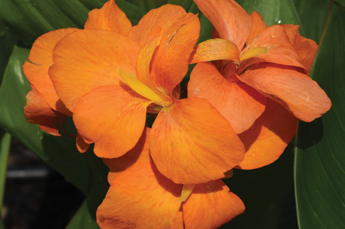 Canna South Pacific Orange (Canna) - Ladybird Nursery