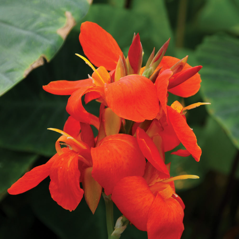 Canna South Pacific Bronze Scarlet (Canna)
