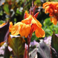 Canna Wyoming Orange (Canna) - Ladybird Nursery