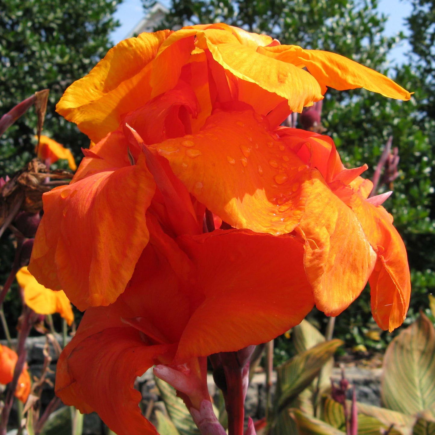 Canna Wyoming Orange (Canna)