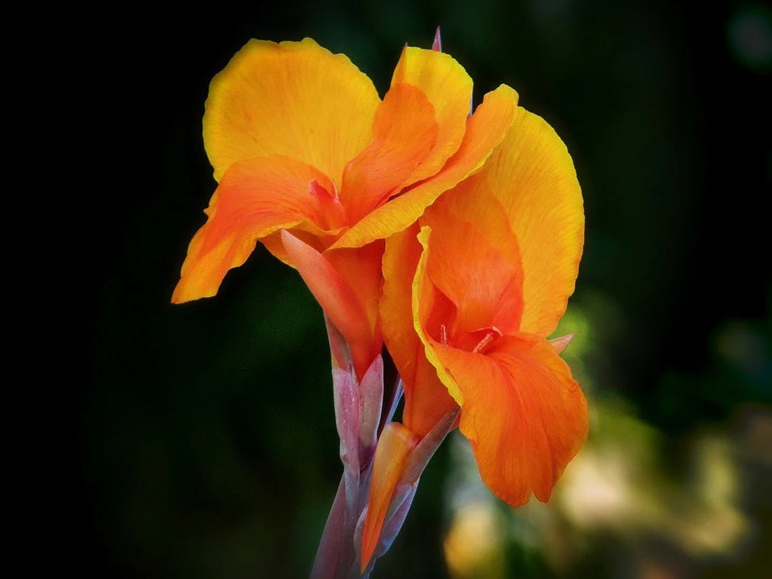 Canna RJ Beckman (Canna spp.) - Ladybird Nursery