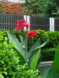 Indian Shot (Canna indica)