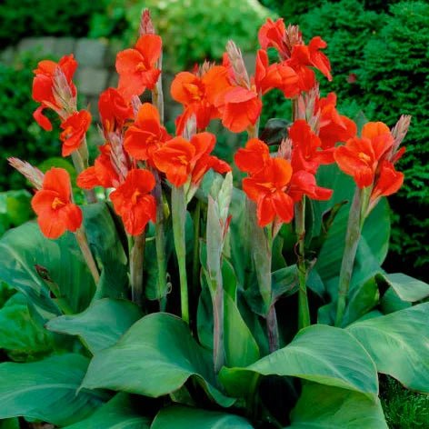 Canna Red Panther (Canna) - Ladybird Nursery