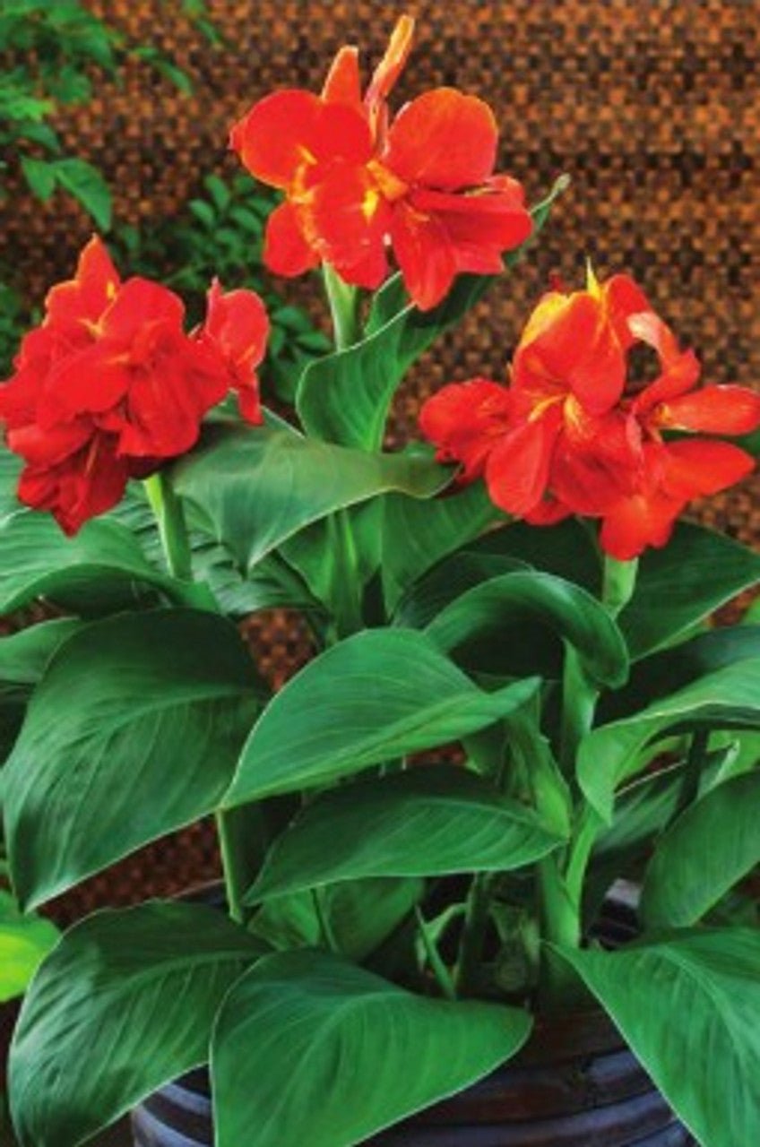 Canna South Pacific Bronze Scarlet (Canna) - Ladybird Nursery