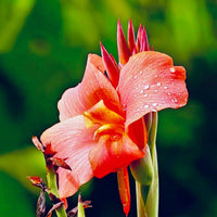 Canna South Pacific Rose (Canna) - Ladybird Nursery