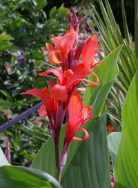 Indian Shot (Canna indica)