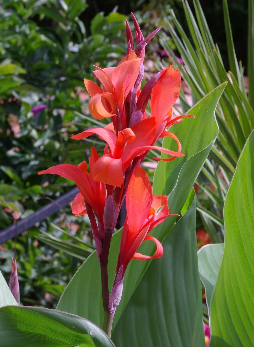 Indian Shot (Canna indica) - Ladybird Nursery