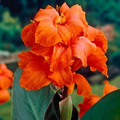 Canna South Pacific Orange (Canna) - Ladybird Nursery