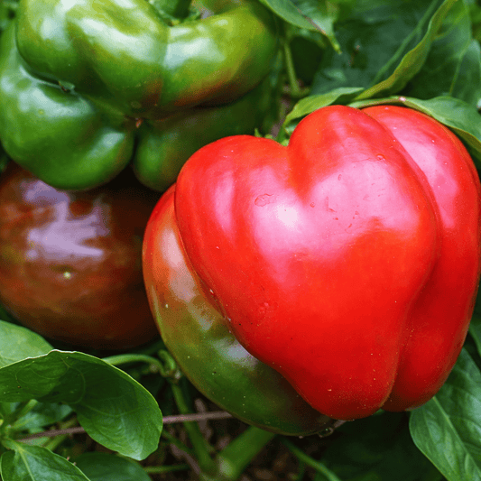 Capsicum 'California Wonder' - Ladybird Nursery