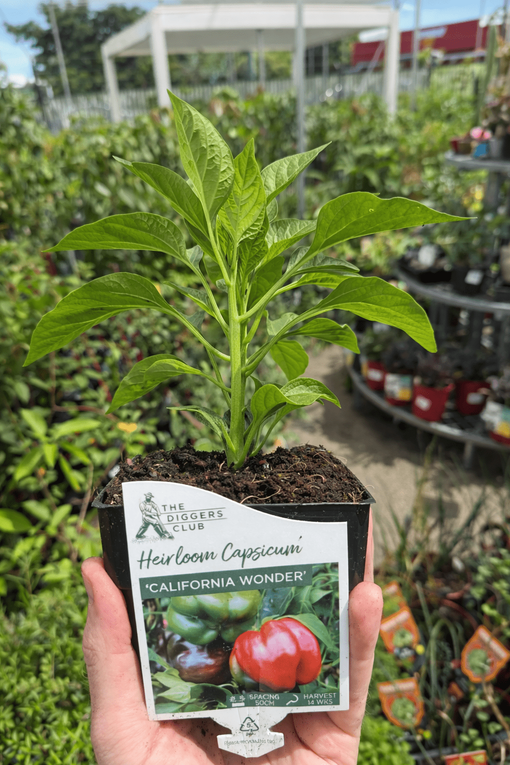 Capsicum 'California Wonder' - Ladybird Nursery