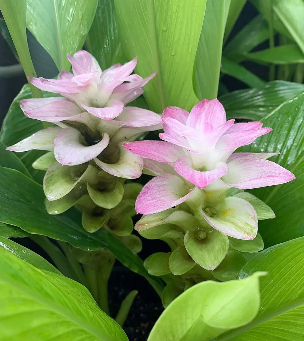 Cape York Lily (Curcuma australasica) - Ladybird Nursery
