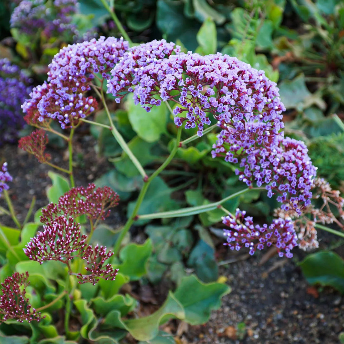 Sea Lavender Statice - Blue (Limonium perezii) - Ladybird Nursery