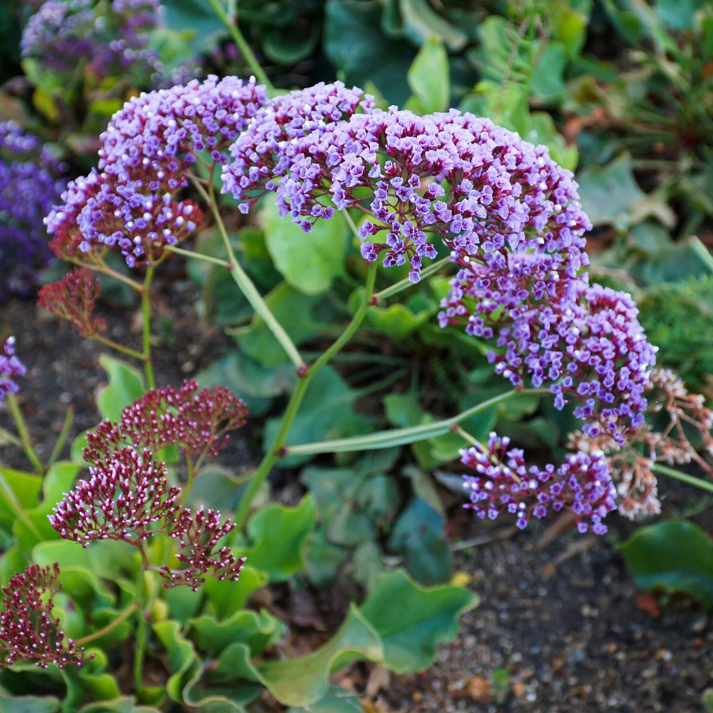 Sea Lavender Statice - Blue (Limonium perezii) - Ladybird Nursery