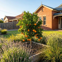 Orange 'Cara Cara' Advanced 500mm pot (PICKUP ONLY) - Ladybird Nursery