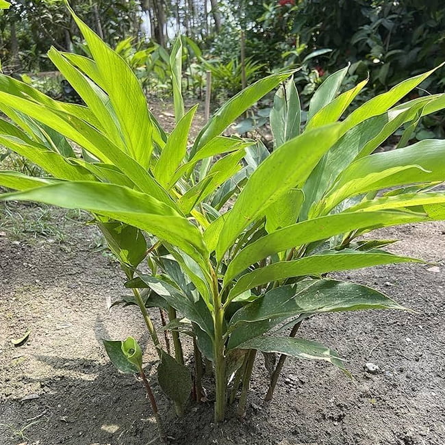 Cardamom True Cardamom