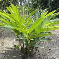 Cardamom True Cardamom