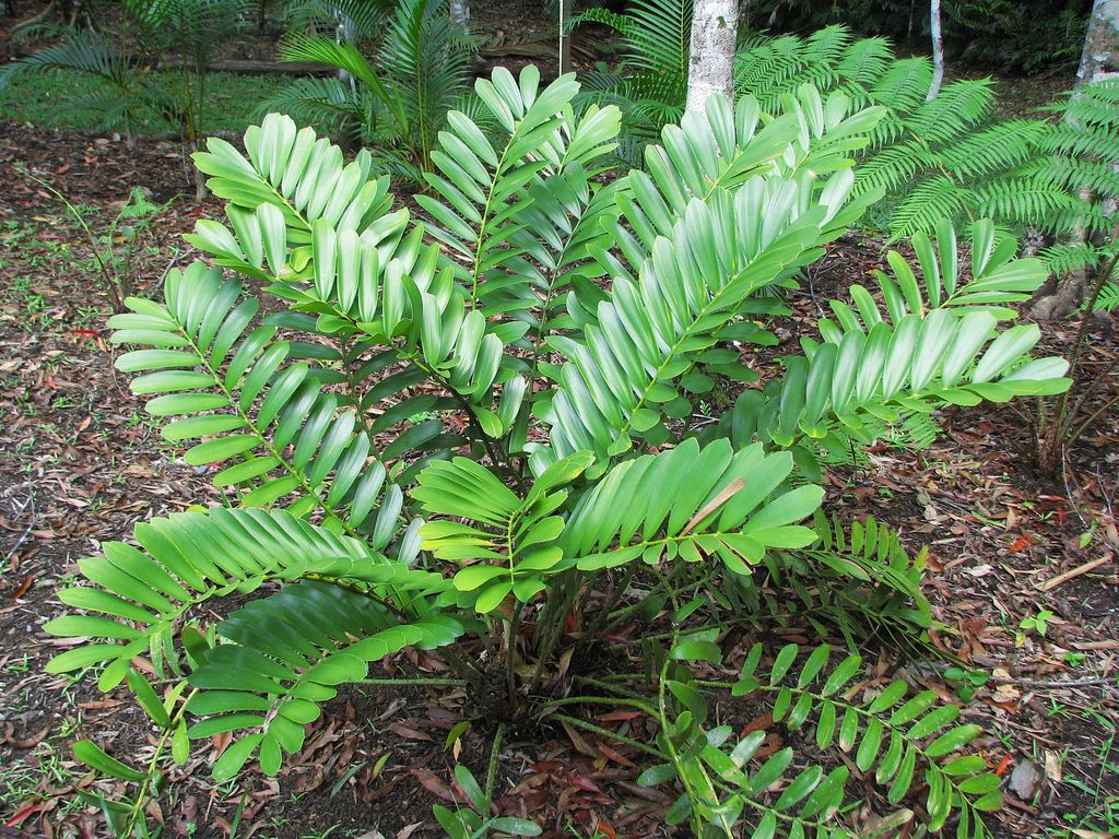 Cardboard Palm (Zamia furfuracea)