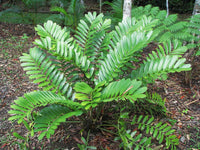 Cardboard Palm (Zamia furfuracea)