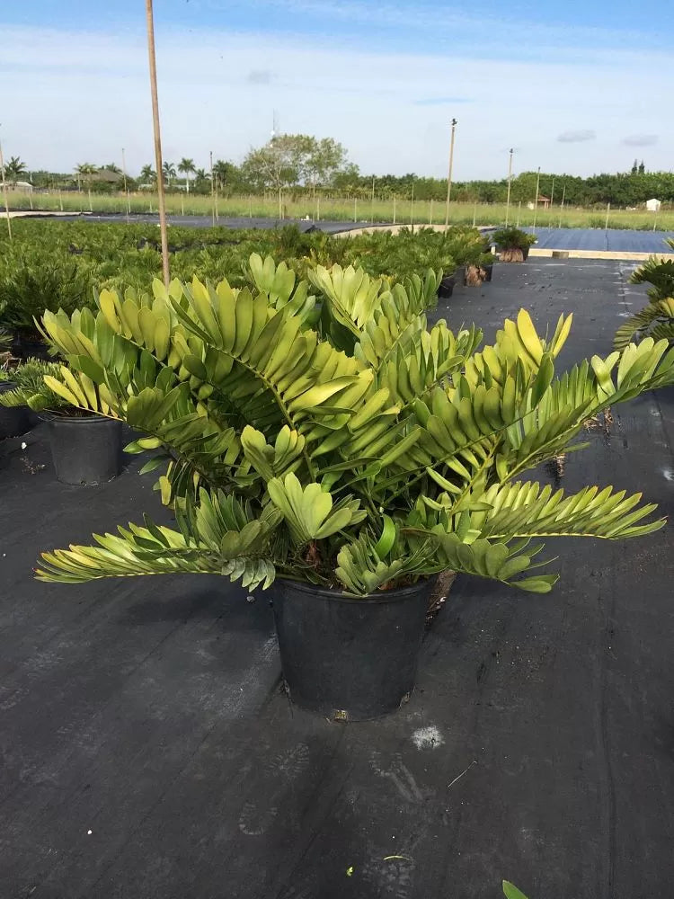 Cardboard Palm (Zamia furfuracea)