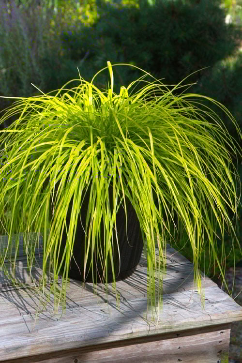 Sedge Everillo (Carex oshimensis)