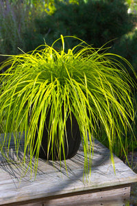 Sedge Everillo (Carex oshimensis)